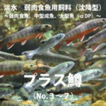 プラスα鱒3-7（やまめ-オショロコマ-アメマス）