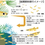 給餌飼料移行イメージ1